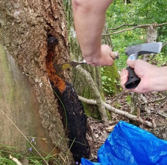 Léčivá houba Chaga: Tradiční medicína z bříz Chaga: Přírodní lék z parazitické houby na břízách